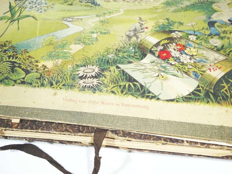 Herbarium um 1890 mit Etiketten Botanik Flora Pflanzen 