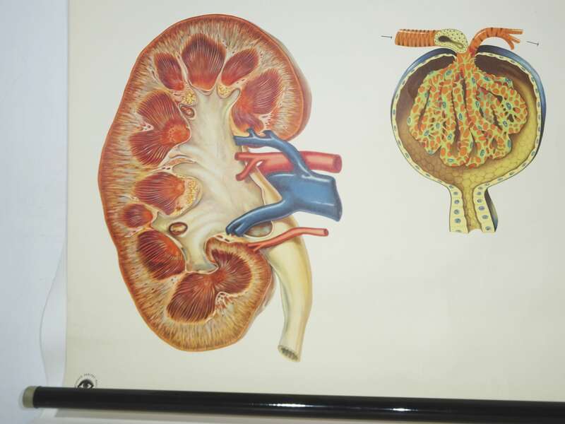Vintage Rollkarte Die Niere Anatomie Lehrkarte Wandtafel Schulkarte deko 