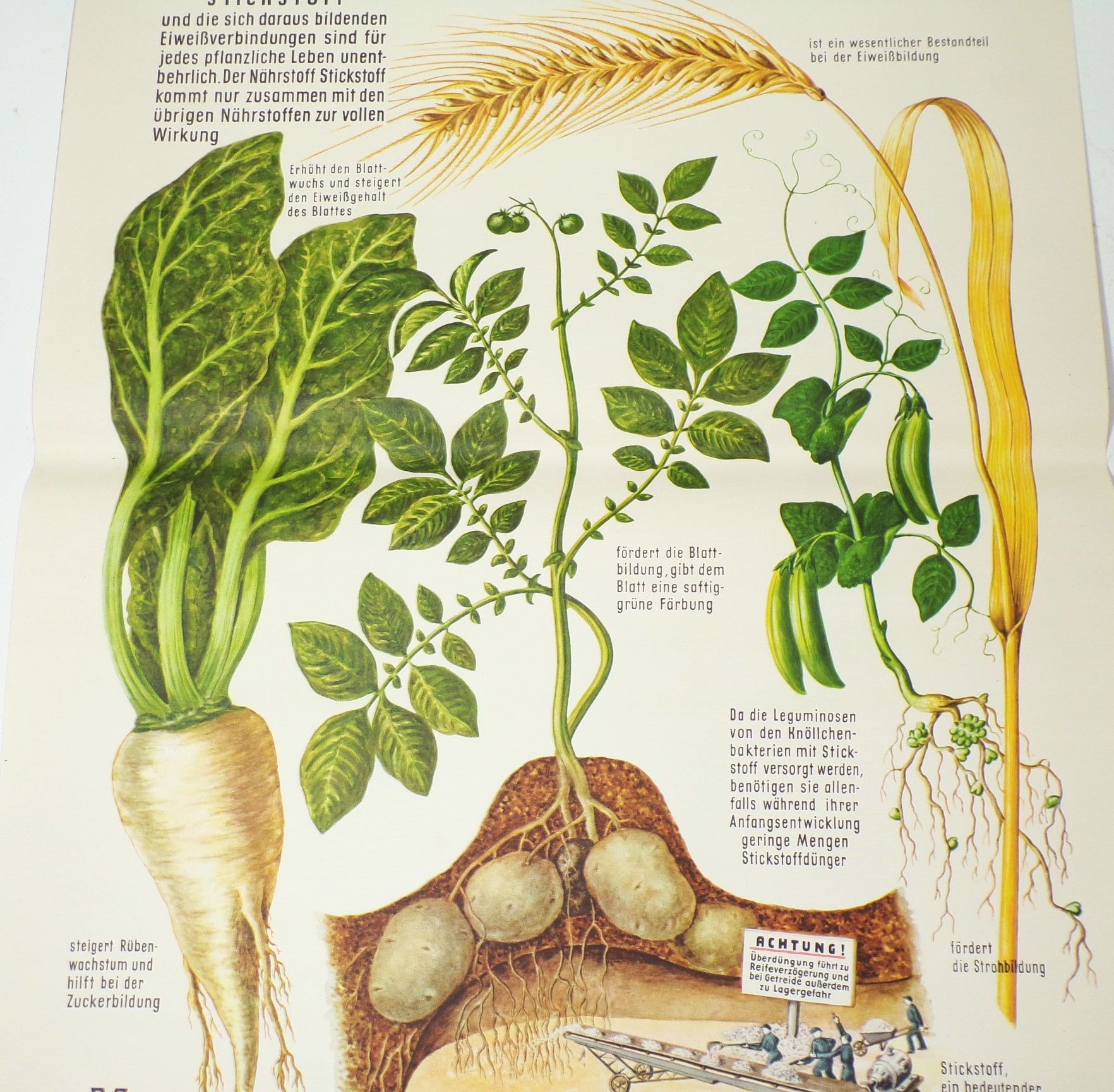 DDR Plakat Dünger Stickstoff Landwirtschaft Bauer LPG 1959 Reklame Sammler