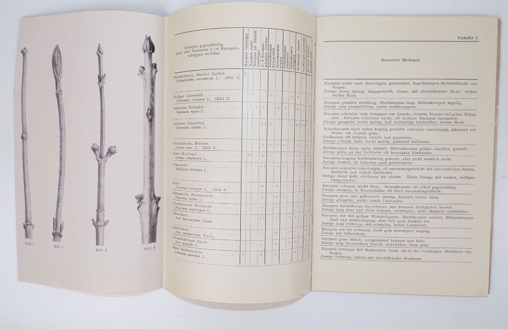 Bestimmungsschlüssel für die wichtigsten Laubhölzer im Winterzustand 1951 