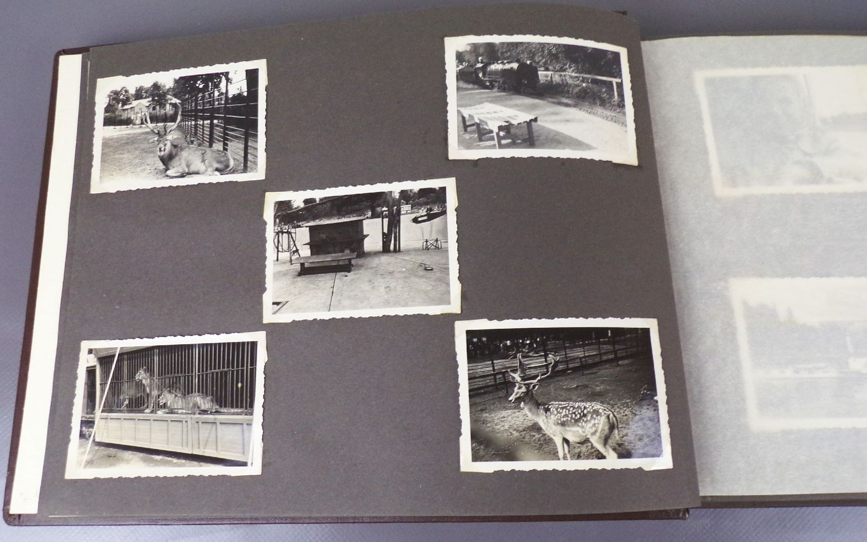 Altes Fotoalbum 99 Fotos Dresden Elbedampfer Moritzburg Fasanenschlößchen Altes Fotoalbum 99 Fotos Dresden Elbedampfer Moritzburg Fasanenschlößchen