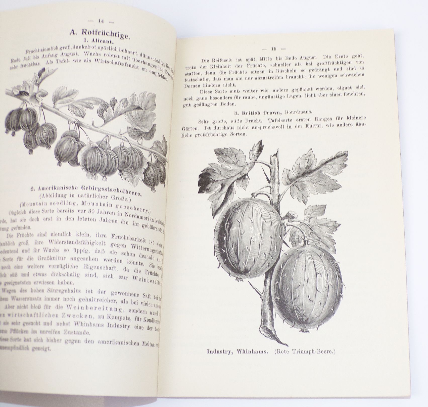 Der Erfurter Beerenobstzüchter Liebau und Co Baumschule Erfurt um 1900