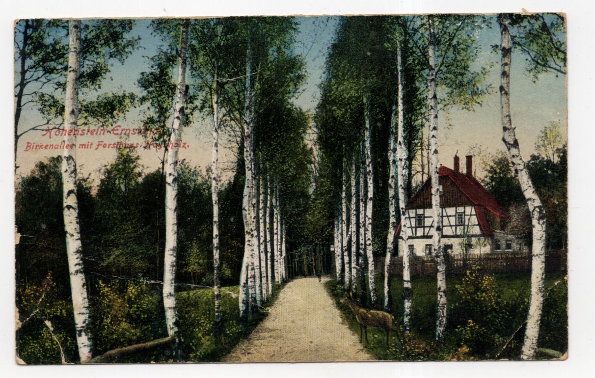 Ak Hohenstein Ernstthal Birkenallee mit Forsthaus 