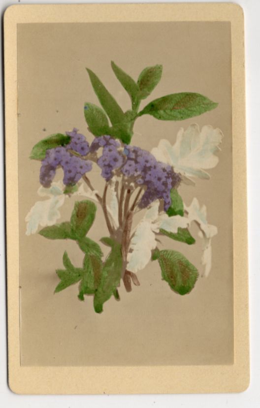 Alte Fotografie Vanilleblume Blüte 1880 koloriertes Carte de Visite Botanik Flora