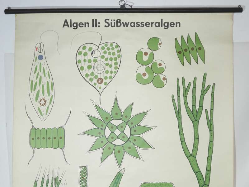 Vintage Rollkarte Algen Süßwasseralgen Botanik Lehrkarte Wandtafel Schulkarte 