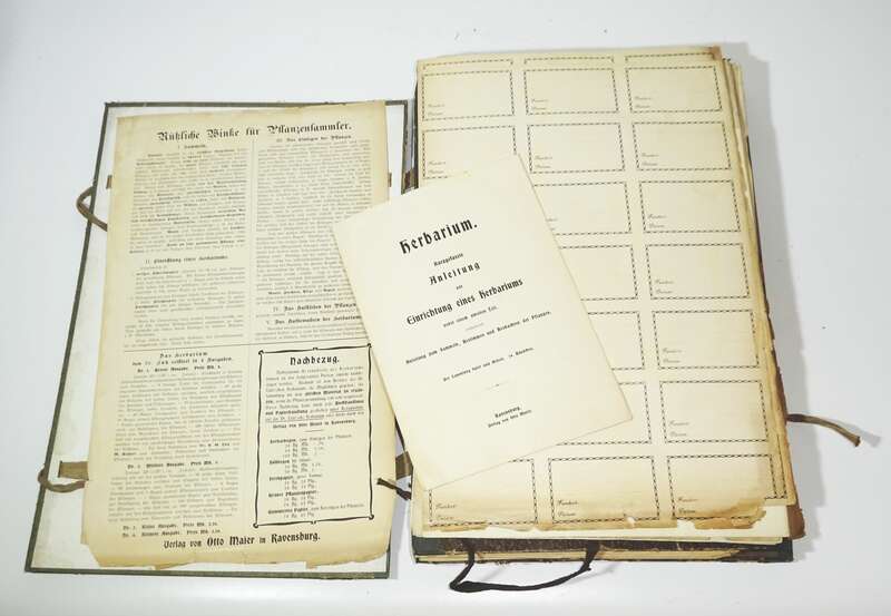 Herbarium um 1890 mit Etiketten Botanik Flora Pflanzen 