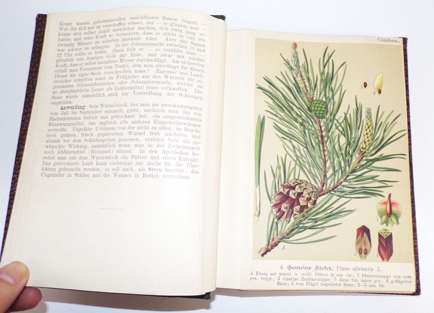 Unsere Heilpflanzen in Bild und Wort für jedermann Richard Schimpfky