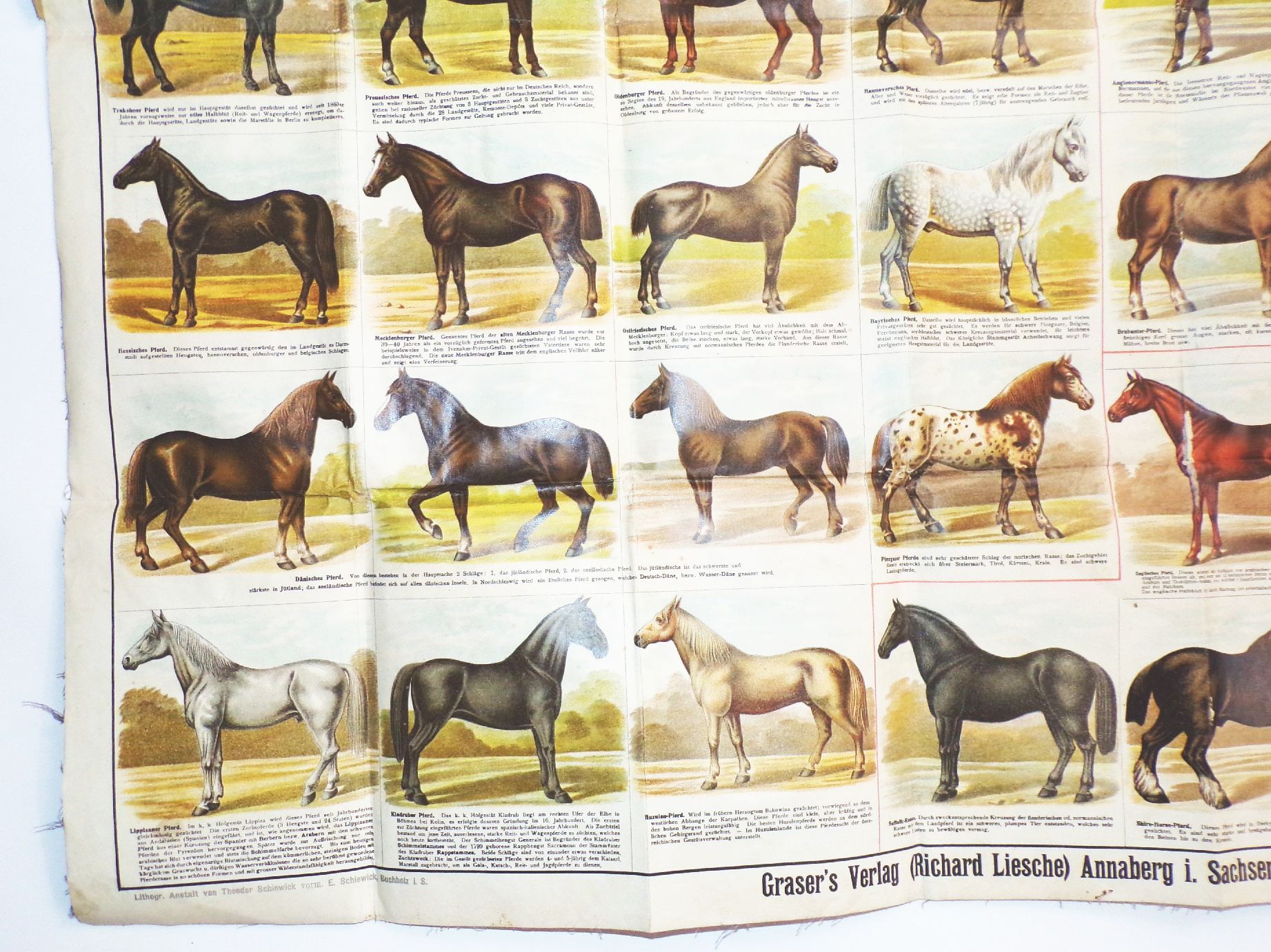 Alte Pferde Karte Pferderassen Litho Bräuer Veterinär Graser Verlag Lehrmittel Wandtafel