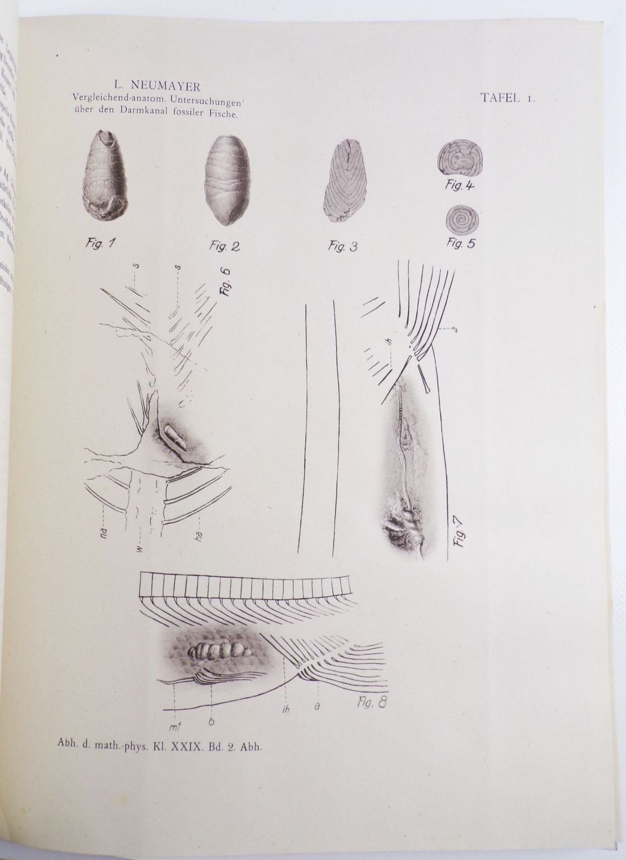 Vergleichend anatomische Untersuchungen über den Darmkanal fossiler Fische 