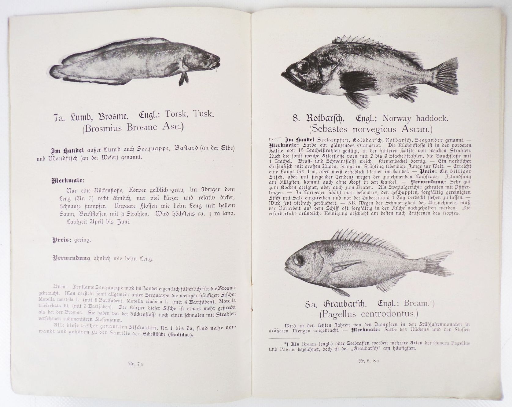 Seefisch Bilderbuch für Haus und Schule 1913 deutsche Seefischerei Verein Seefisch Bilderbuch für Haus und Schule 1913 deutsche Seefischerei Verein