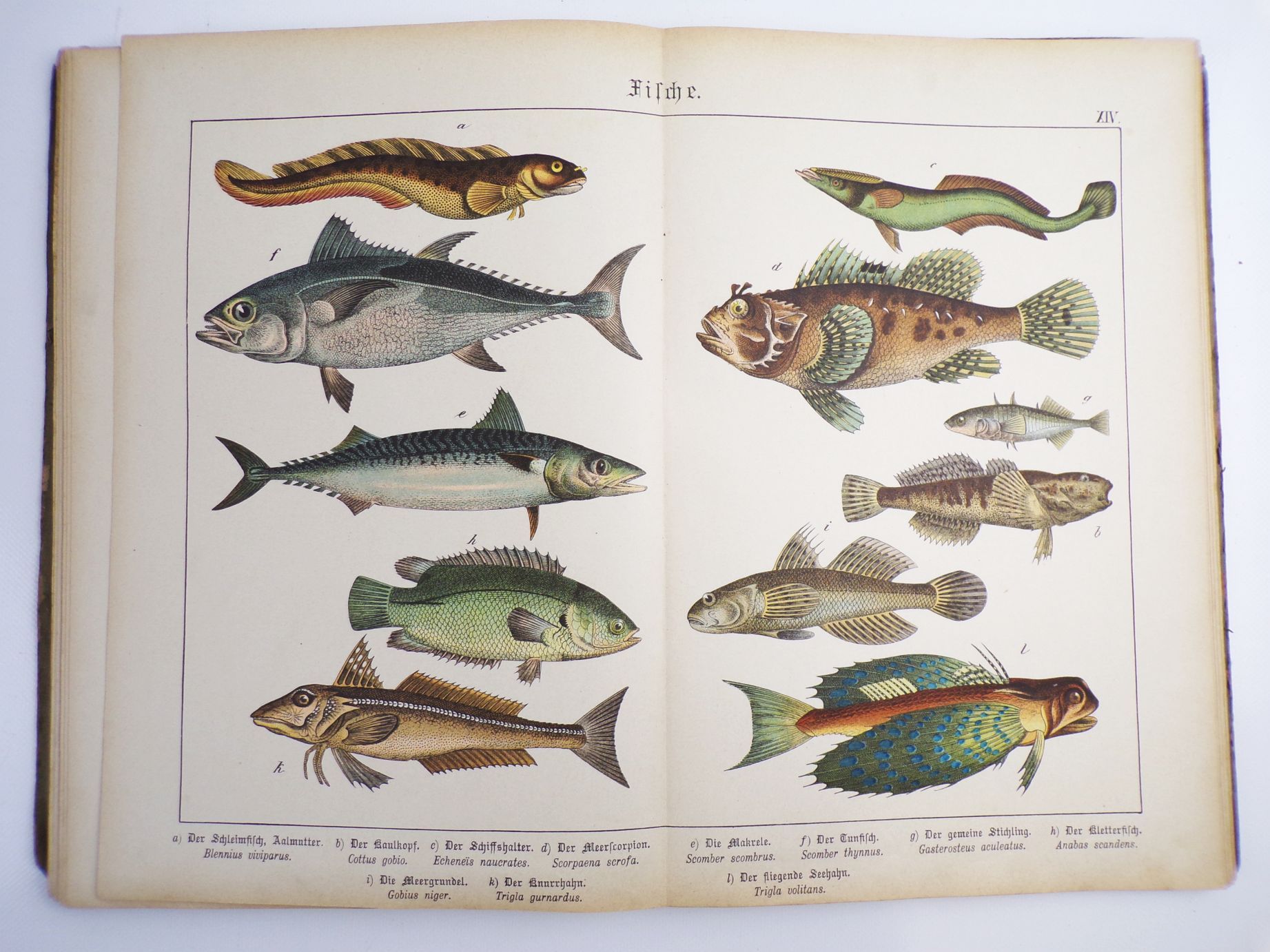 Schuberts Naturgeschichte der Reptilien Amphibien Fische Insekten 1886