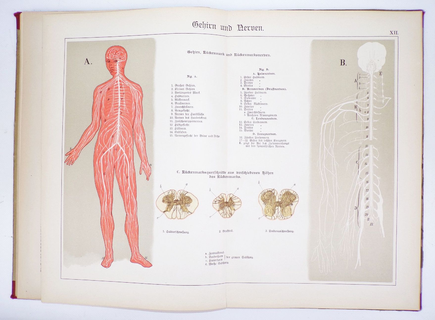 Der Bau des menschlichen Körpers Anatomie Beschreibung 1895 Medizin Buch