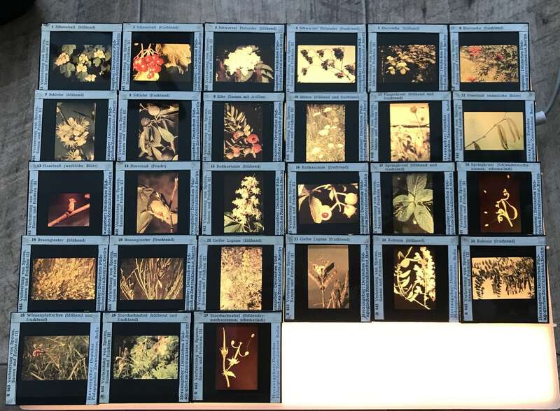 Dias alte Lehrmittel Sowjetunion Deutschland Glasdias