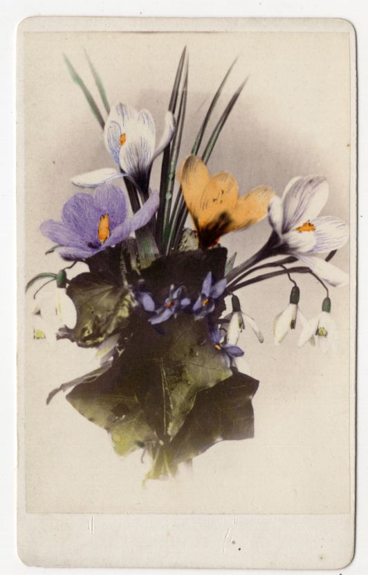 CDV Foto Blumen Bukett Krokusse um 1880 koloriert 