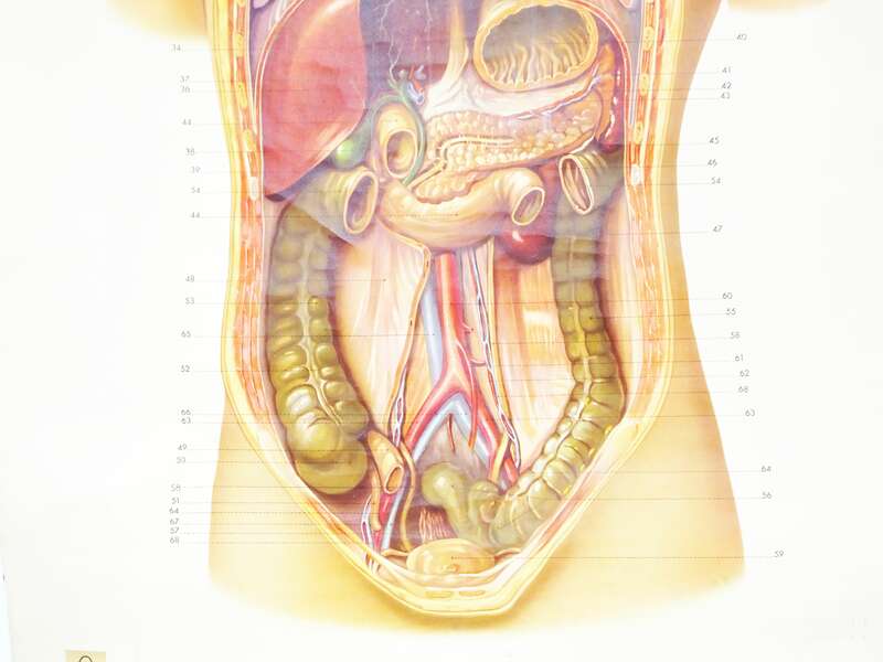 Vintage Rollkarte Innere Organe Medizin Anatomie Lehrkarte Wandtafel 