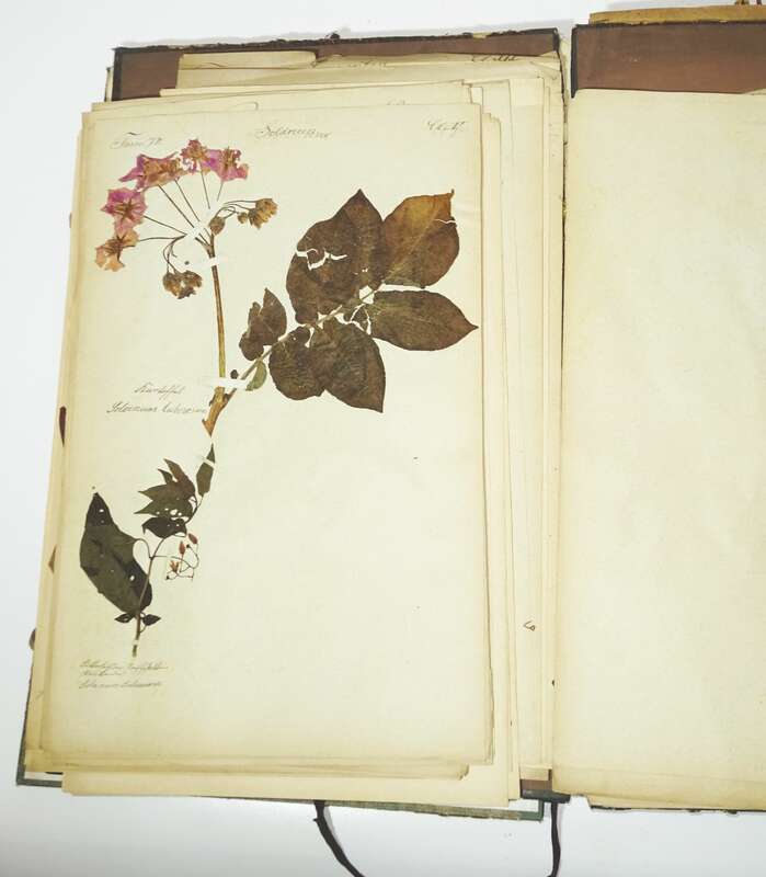 Herbarium um 1890 mit Etiketten Botanik Flora Pflanzen 