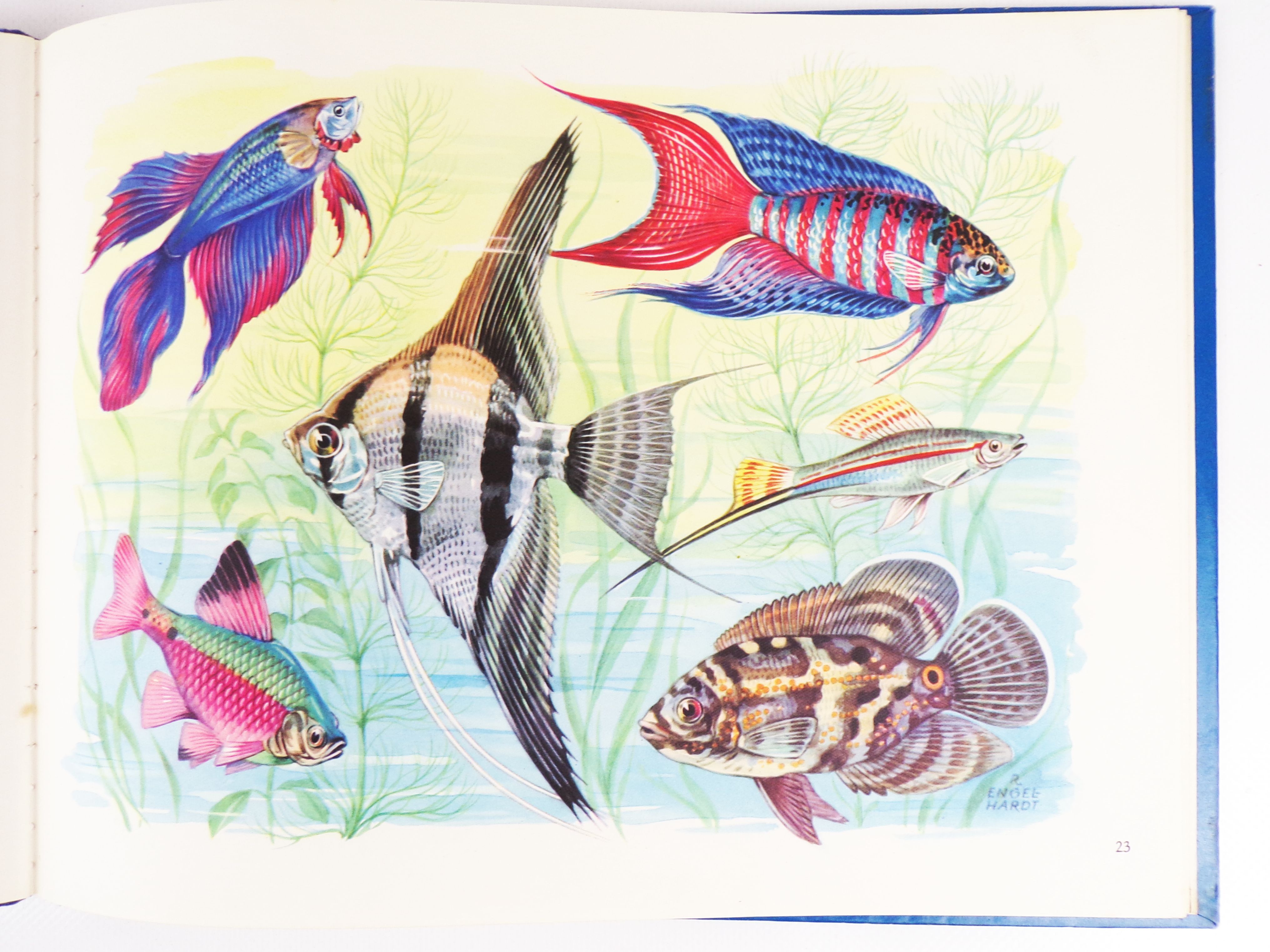 Wunder der Natur Ein Pädagogisches Bildbuch DDR Klassiker Wunder der Natur Ein Pädagogisches Bildbuch DDR Klassiker