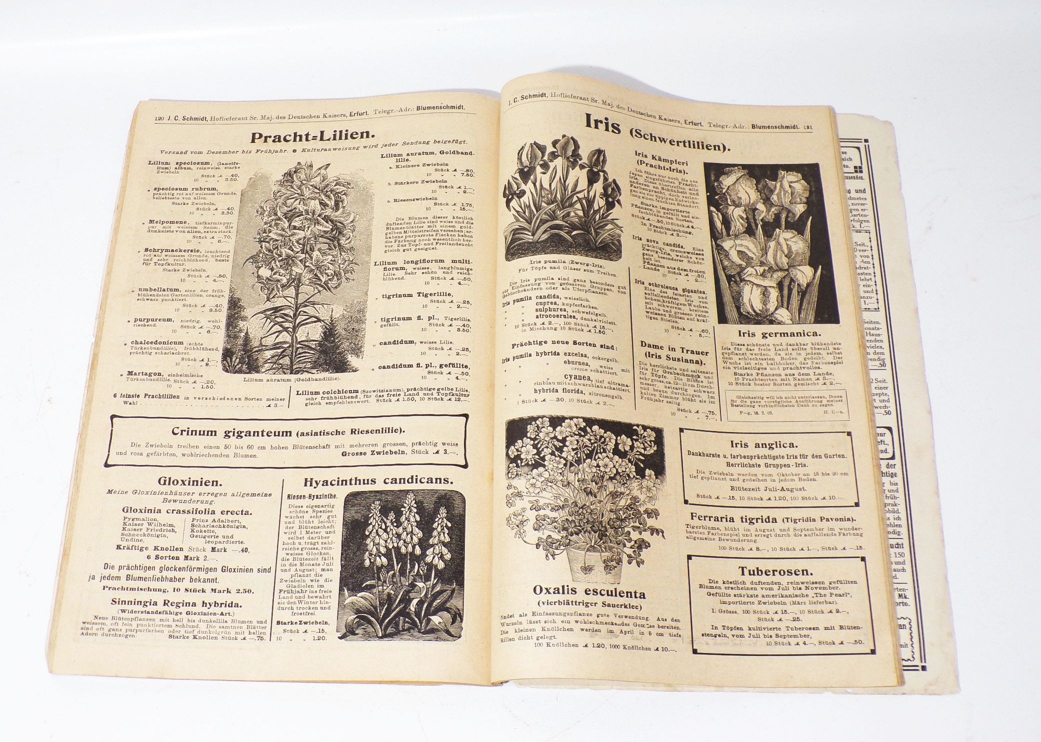 Katalog Schmidt Erfurt 1908 Preisbuch Blumen Gemüse Zimmerpflanzen Saatgut
