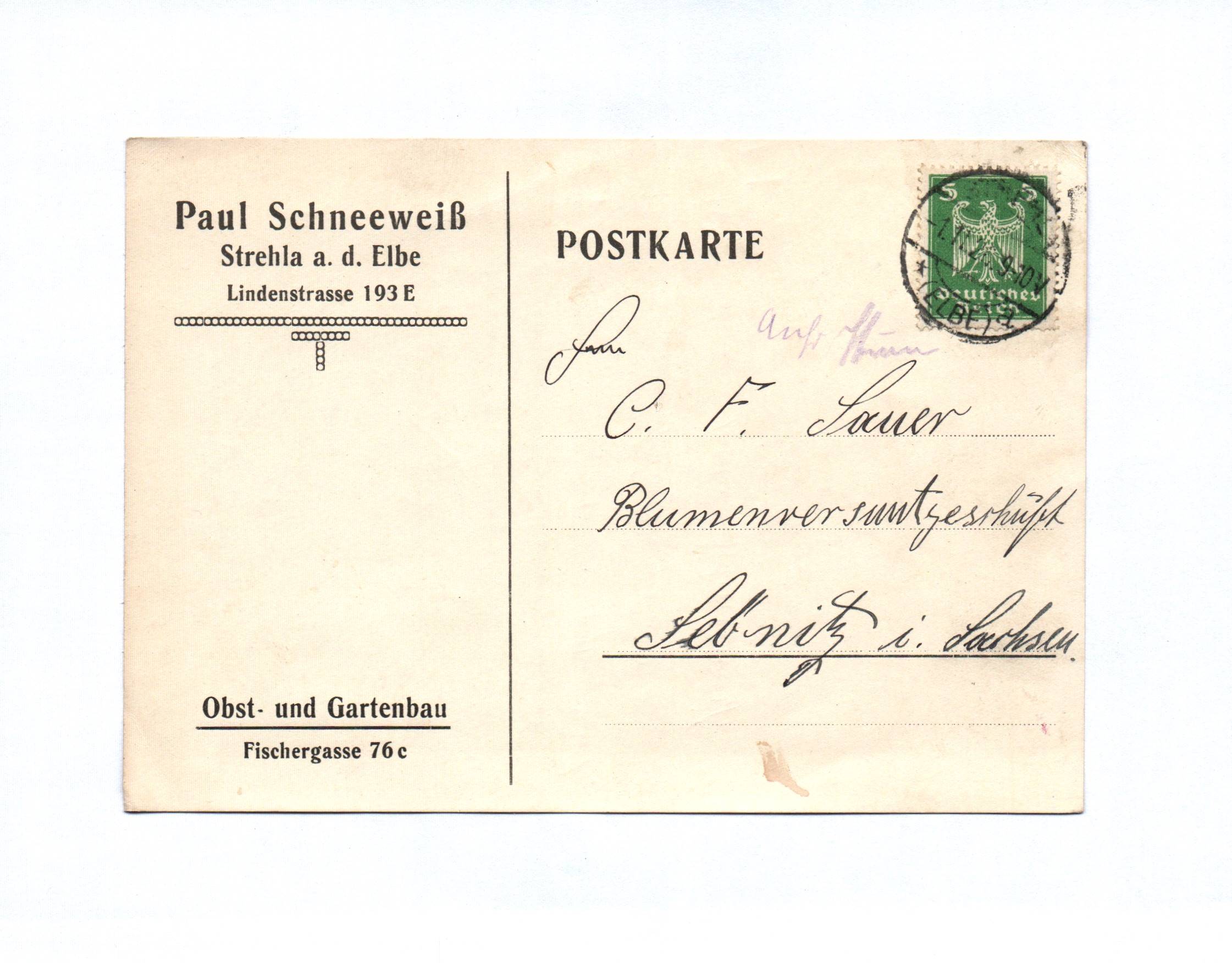 Postkarte Paul Schneeweiß Strehla an der Elbe Obst Gartenbau 1926 Postkarte Paul Schneeweiß Strehla an der Elbe Obst Gartenbau 1926