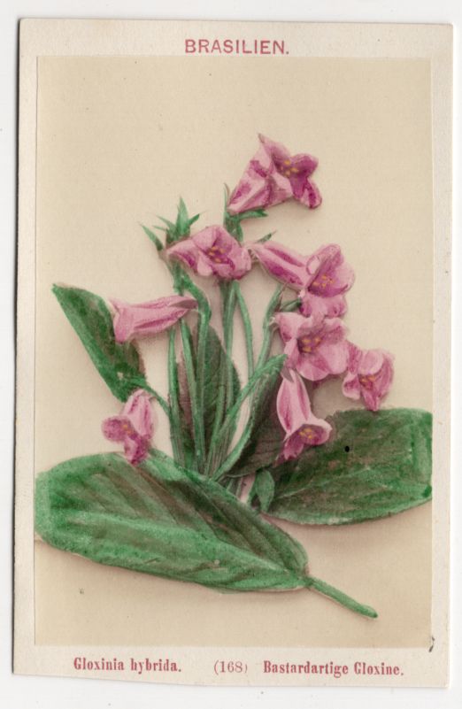 CdV Foto bastardartige Gloxine Blume um 1880 koloriert Brasilien Pflanze Botanik 