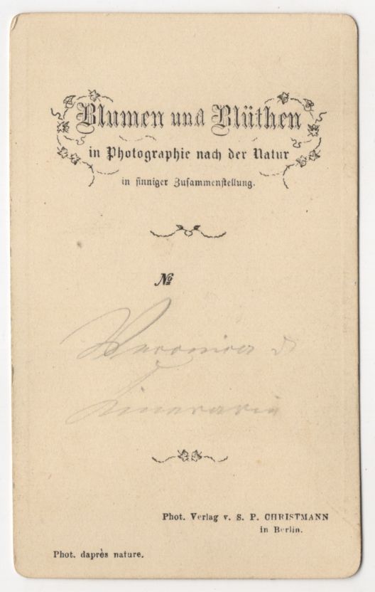 CDV Foto Strauchveronika Blumen und Blüthen Photographie Christmann Berlin 1880er CDV Foto Strauchveronika Blumen und Blüthen Photographie Christmann Berlin 1880er