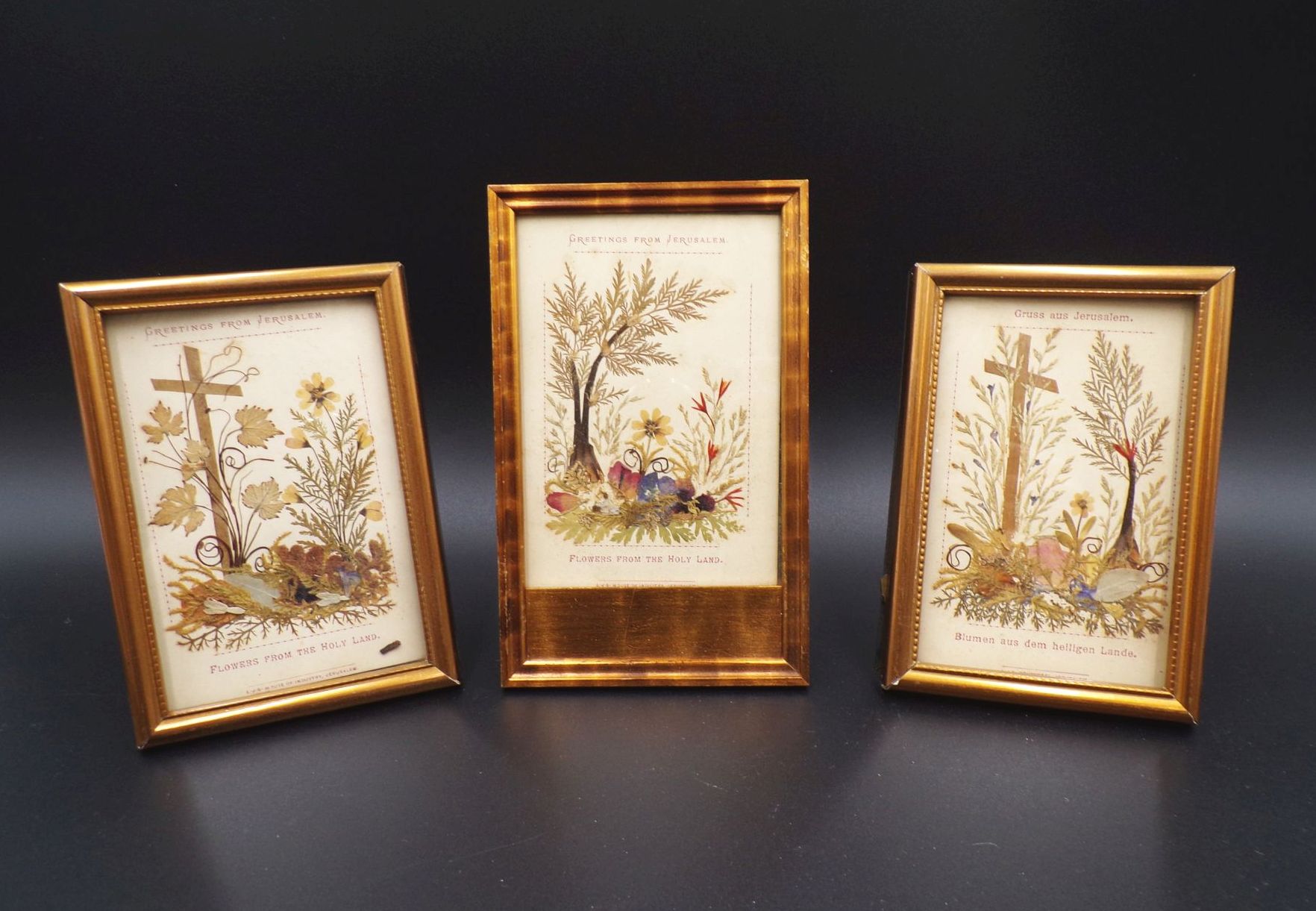 3 Bilder Blumen aus Jerusalem Israel getrocknete Pflanzen Herbarium 