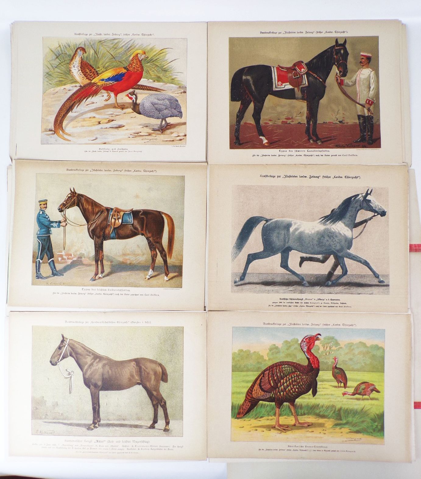 Sammlung von Rassetierbildern Landwirtschaftliche Tierzucht Bunzlau um 1895 Sammlung von Rassetierbildern Landwirtschaftliche Tierzucht Bunzlau um 1895