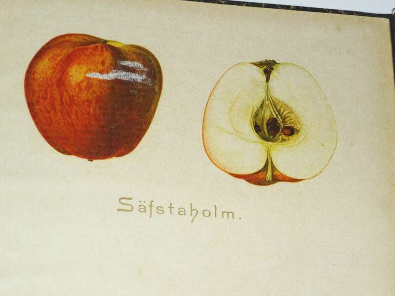 Der praktische Ratgeber im Obst und Gartenbau 1898 Garten Gärtner Obstbau