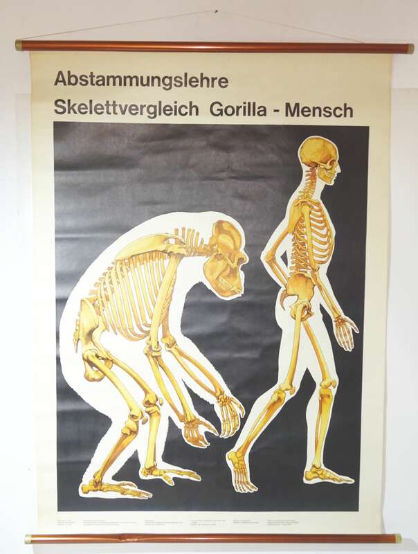 Vintage Rollkarte Abstammungslehre Skelett Vergleich Gorilla Mensch Lehrkarte 