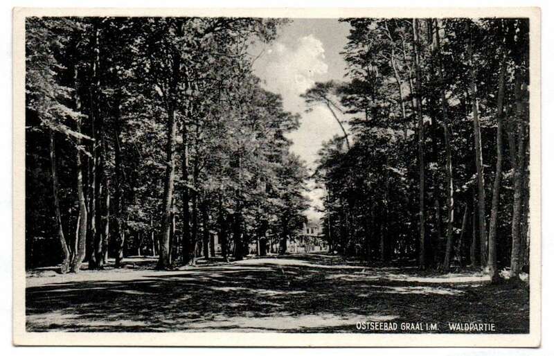 Postkarte Ostseebad Graal i M Waldpartie 1930er 