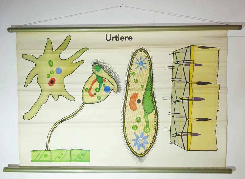Vintage Rollkarte Urtiere Lehrkarte Wandtafel