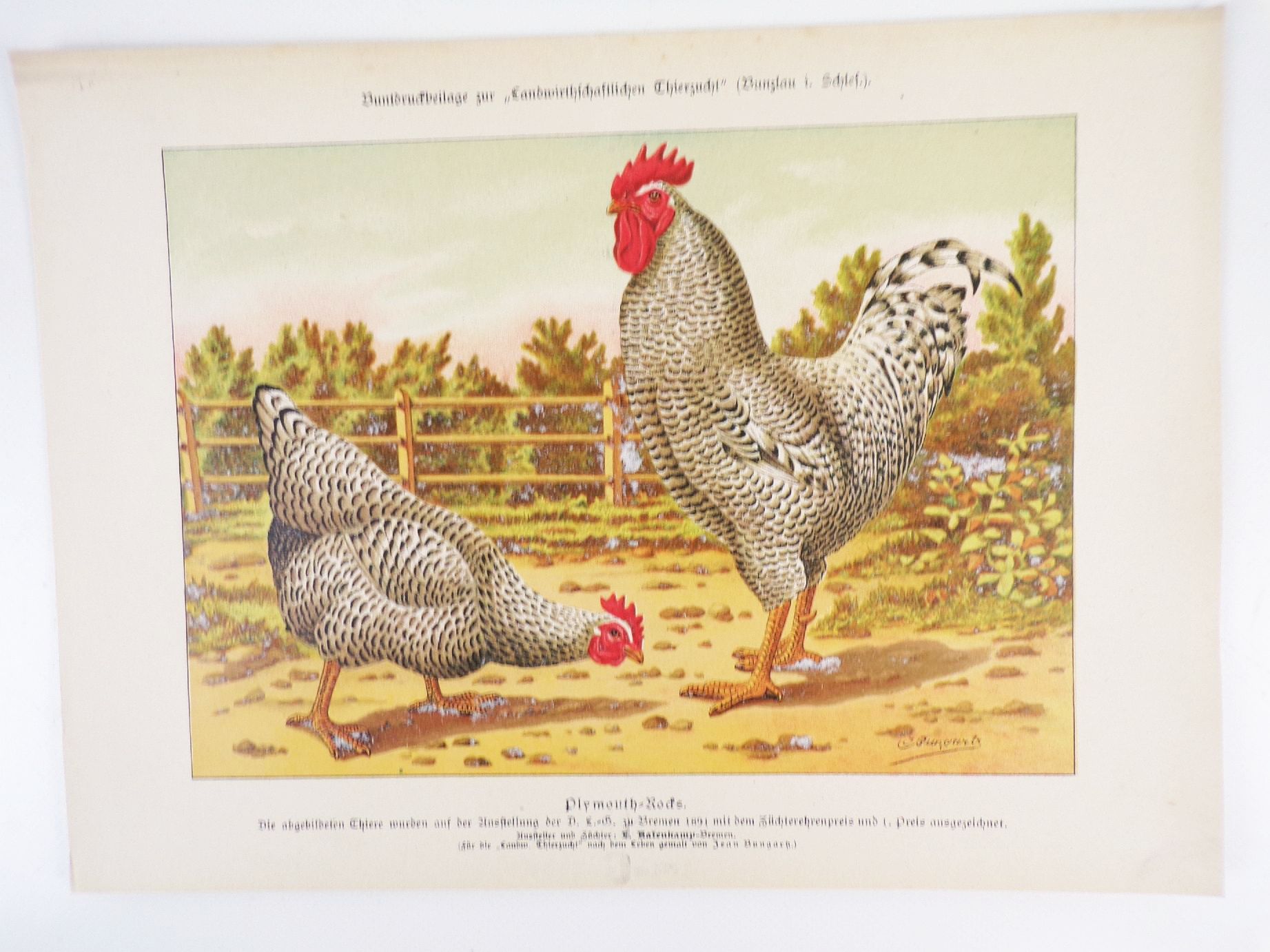 Sammlung von Rassetierbildern Landwirtschaftliche Tierzucht Bunzlau um 1895 Sammlung von Rassetierbildern Landwirtschaftliche Tierzucht Bunzlau um 1895