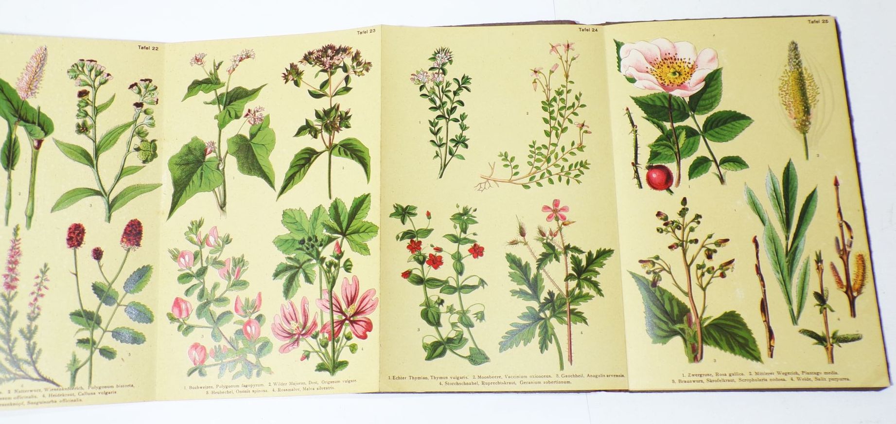 Heilpflanzen Bilderatlas Peter Mertes altes Kräuterbuch 