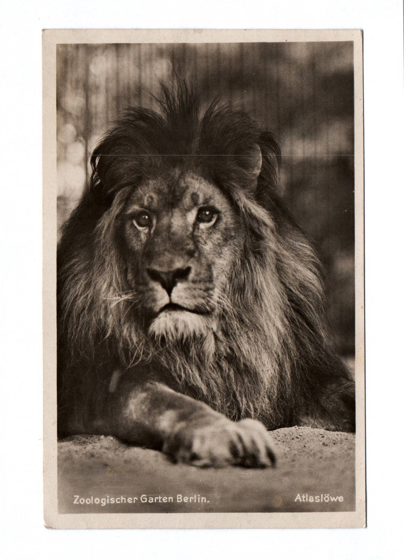 Foto Ak Zoologischer Garten Berlin Atlaslöwe 1941 Foto Ak Zoologischer Garten Berlin Atlaslöwe 1941
