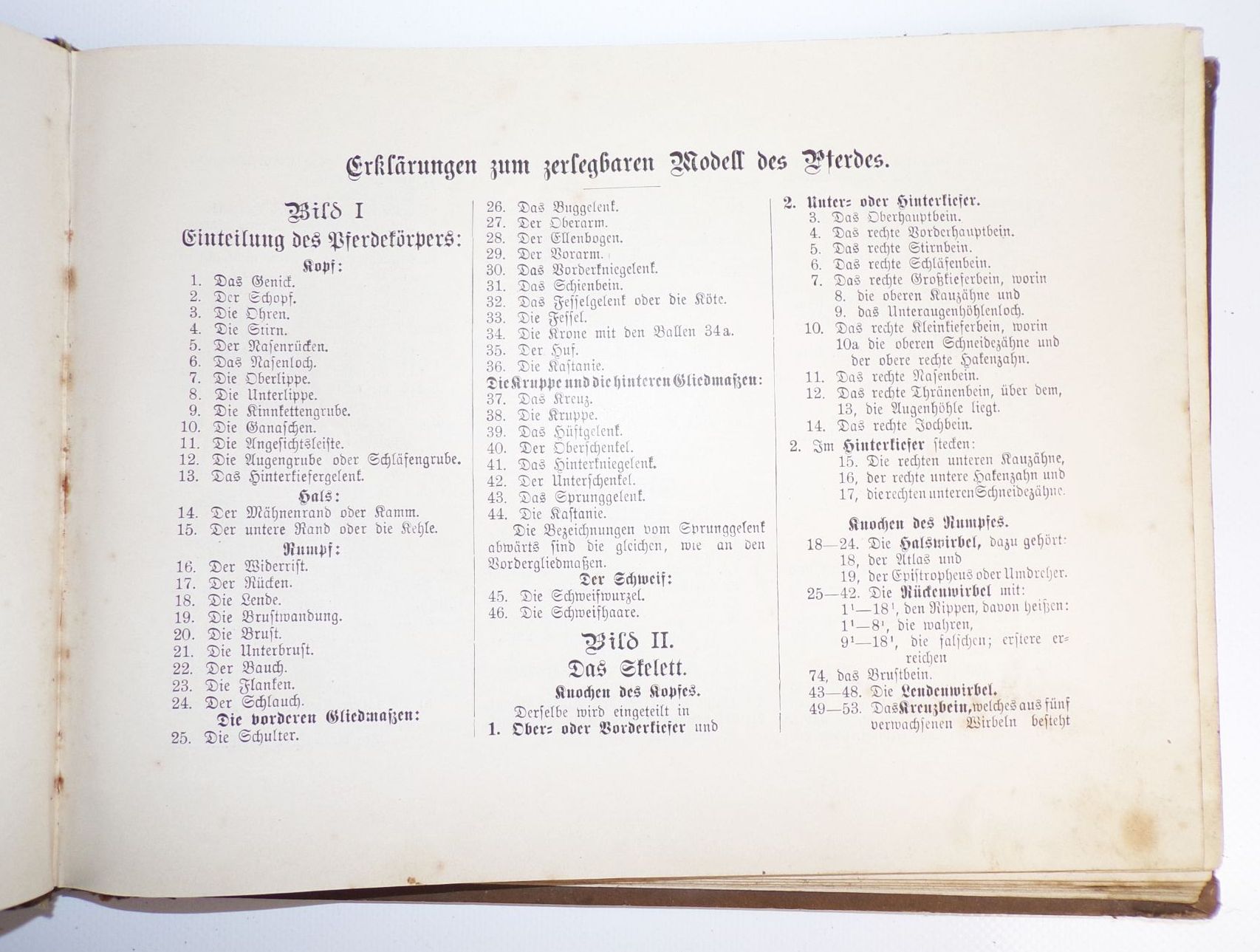Zerlegbare Modelle zu Dr Lampe Tierheilkunde um 1900