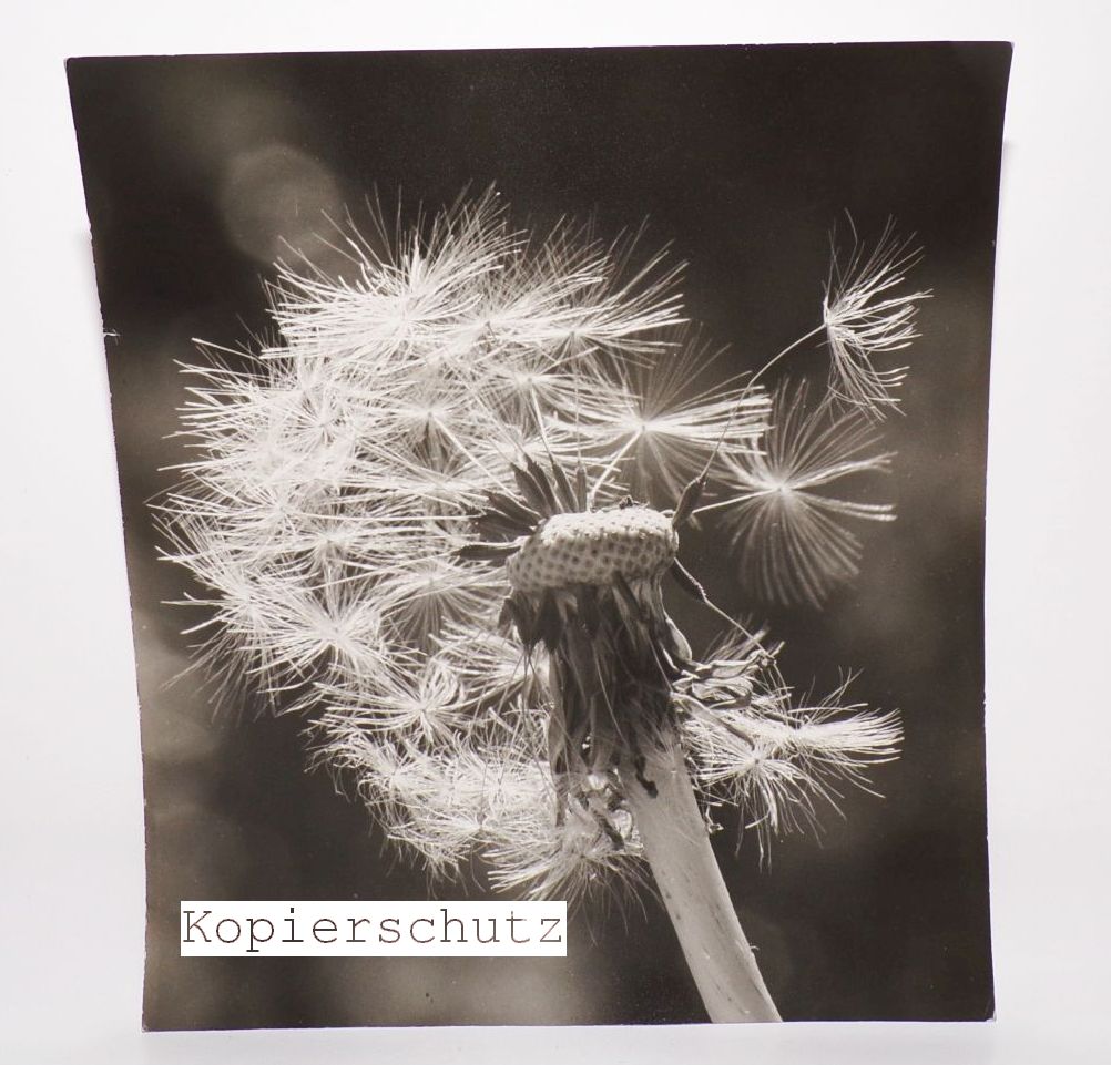 Fotografie Löwenzahn Blume 1960er vintage Natur Foto 