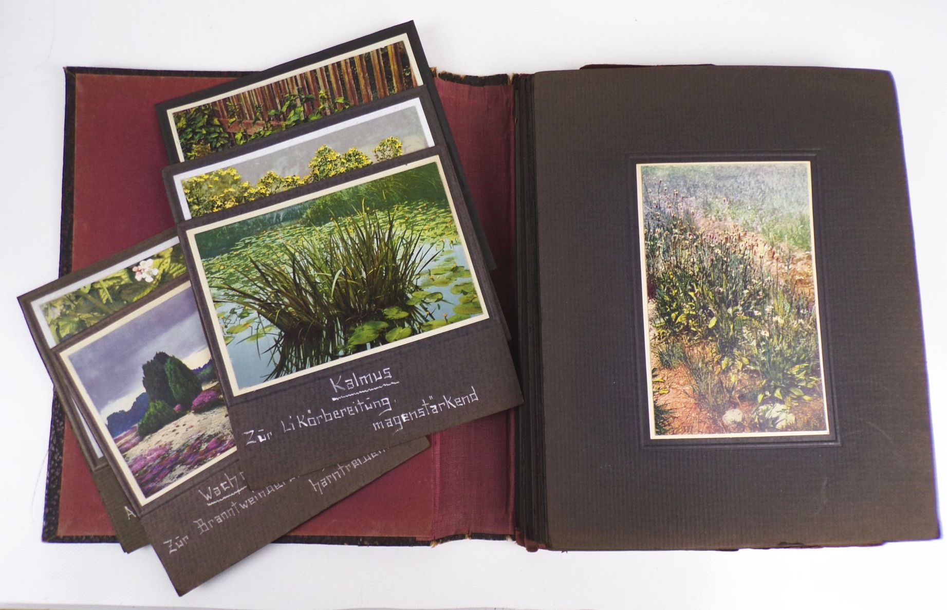 Gehes Arzneipflanzen Karten Heilkräuter Nachschlagewerk 4 x Bildermappe Gehes Arzneipflanzen Karten Heilkräuter Nachschlagewerk 4 x Bildermappe