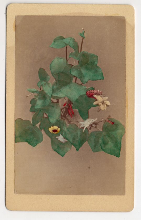 CdV Foto Efeu mit Blumen um 1880 koloriert Botanik Pflanzen Vintage