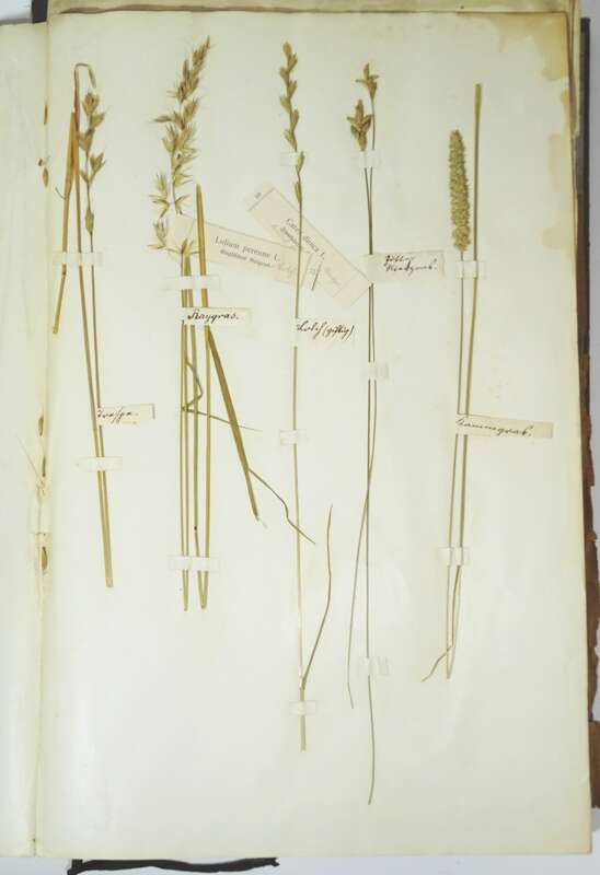 Herbarium um 1890 mit Etiketten Botanik Flora Pflanzen 