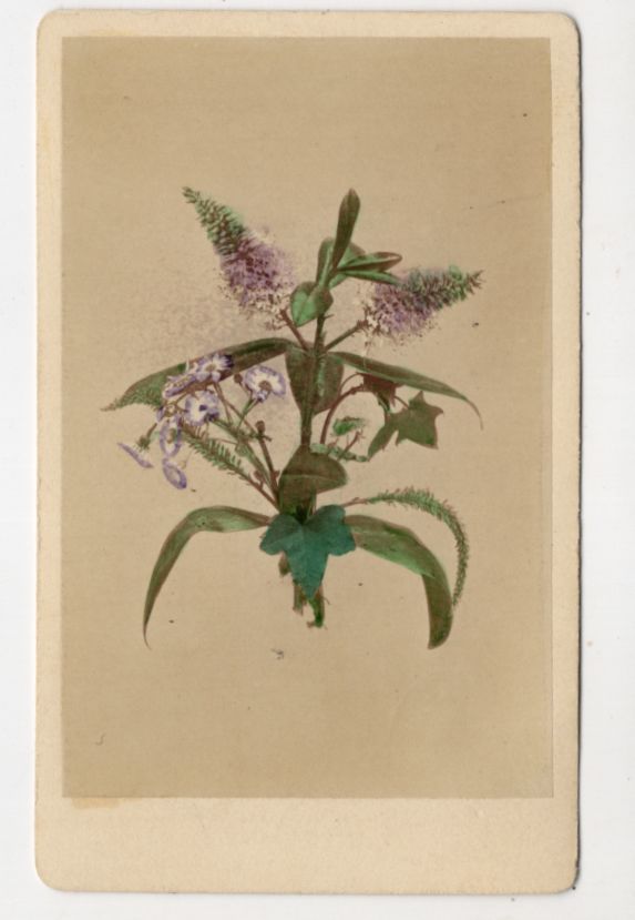 CDV Foto Strauchveronika Blumen und Blüthen Photographie Christmann Berlin 1880er