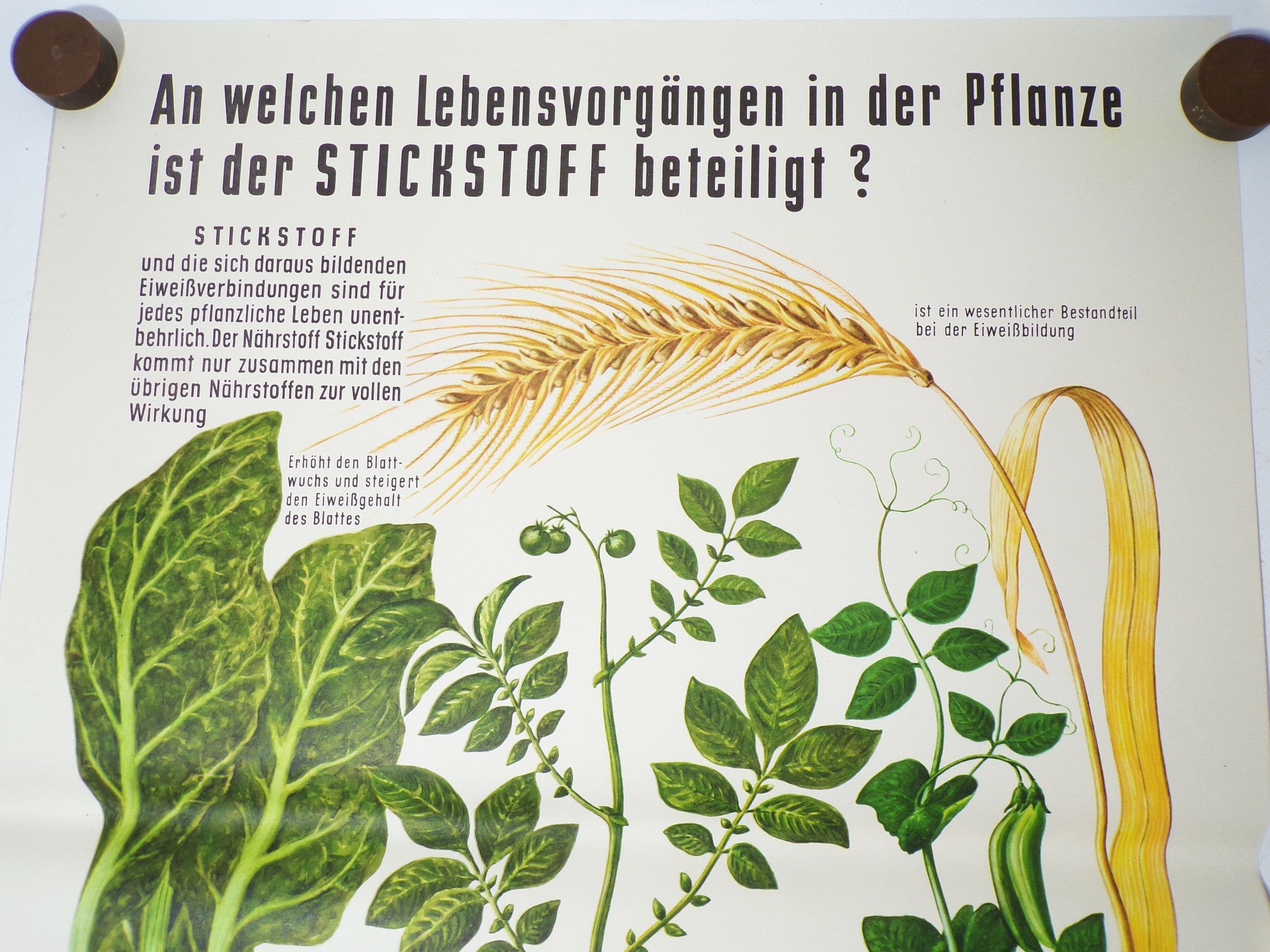 DDR Plakat Dünger Stickstoff Landwirtschaft Bauer LPG 1959 Reklame Sammler