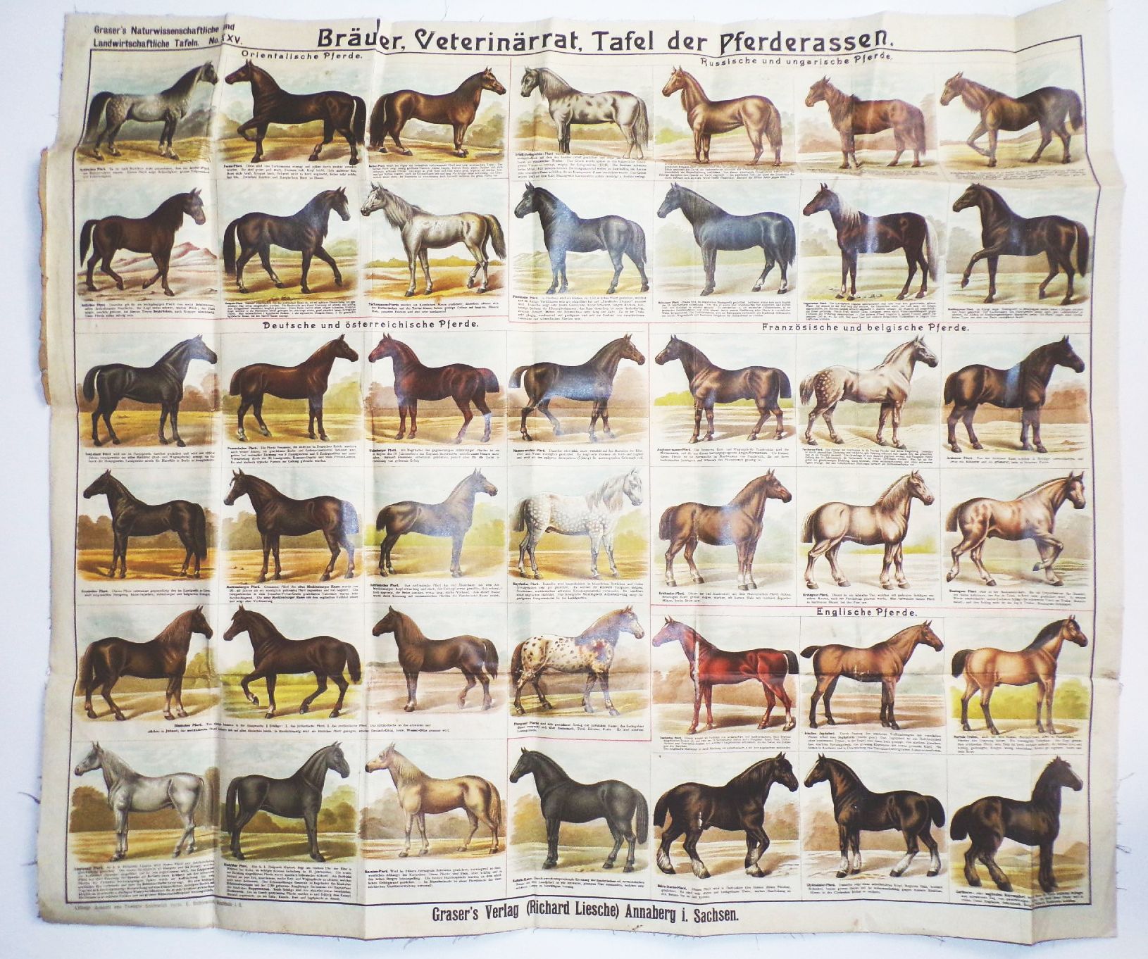 Alte Pferde Karte Pferderassen Litho Bräuer Veterinär Graser Verlag Lehrmittel Wandtafel