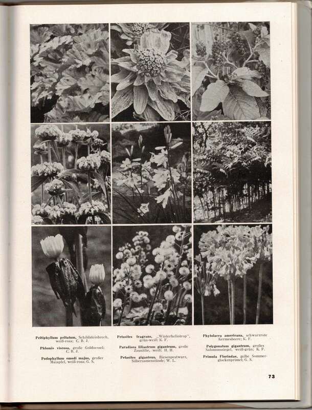Karl Foerster Kleines Bilder-Lexikon der Gartenpflanzen., 1133 Bilder  1941 !
