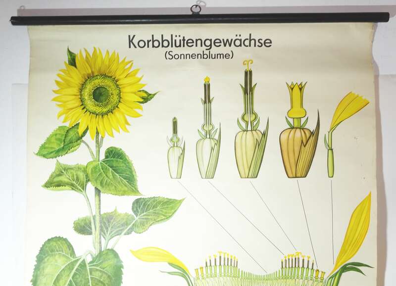 Vintage Rollkarte Korbblütengewächse Sonnenblume Lehrkarte Wandtafel Schulkarte 