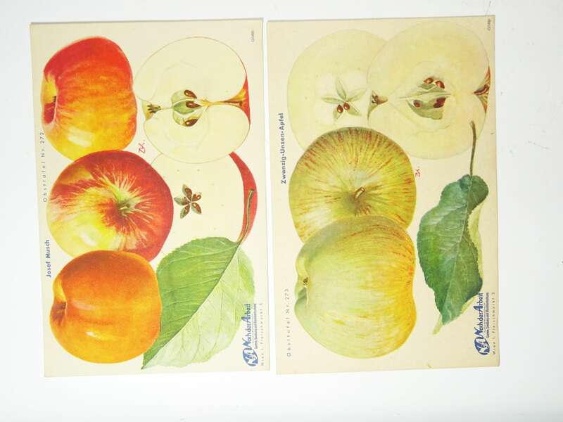 Mappe Nach der Arbeit Pomologie Drucke Nüsse Äpfel Birnen Garten 1930er 