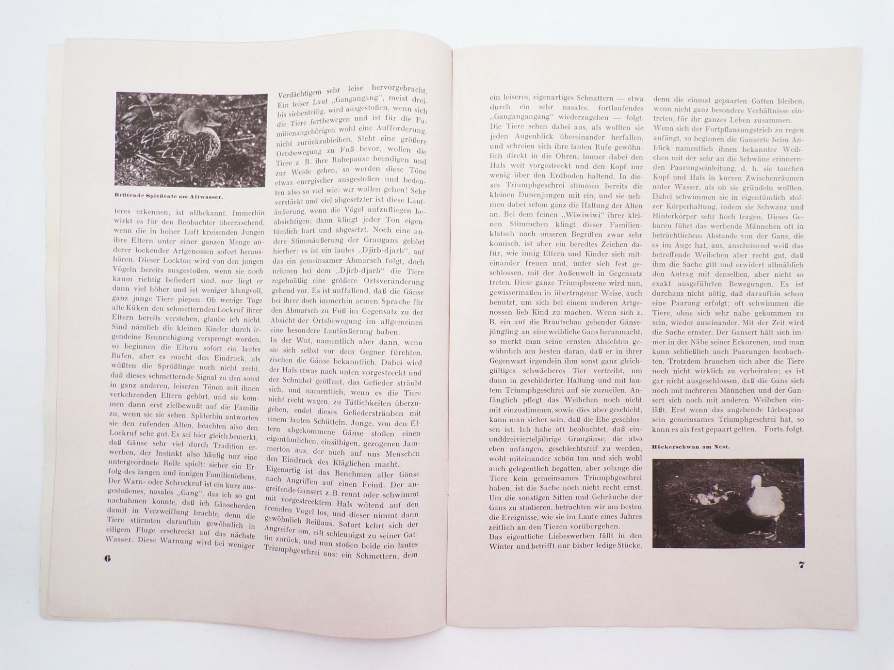 Das Tier und Wir Tierpark Zeitung Geo Zoo München 1931 Nr 5 Suchodolski Das Tier und Wir Tierpark Zeitung Geo Zoo München 1931 Nr 5 Suchodolski