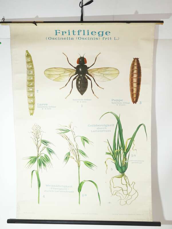 Vintage Rollkarte Fritfliege Schädling Fliege Insekt Lehrkarte Wandtafel Schulkarte 