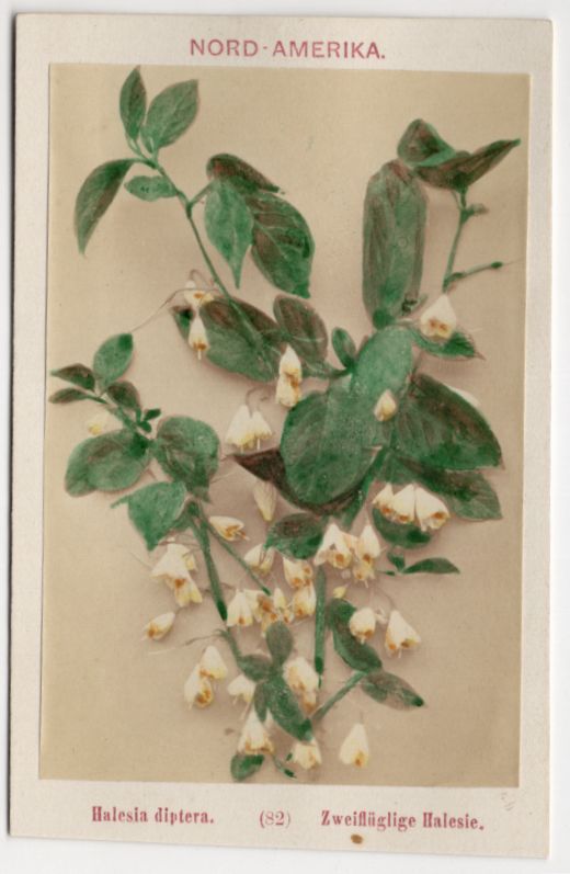 Alte Fotografie zweiflüglige Halesie um 1880 koloriert Linde Co Berlin CDV 