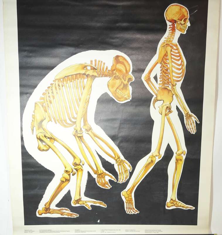 Vintage Rollkarte Abstammungslehre Skelett Gorilla Mensch Lehrkarte Wandtafel 