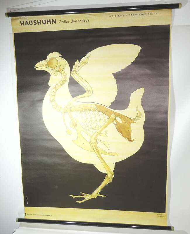 Vintage Rollkarte Entwicklung Skelett Haushuhn Huhn Biologie Lehrkarte Schulkarte deko 